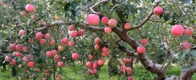 外卷和内卷的区别 它们之间又有什么区别和联系