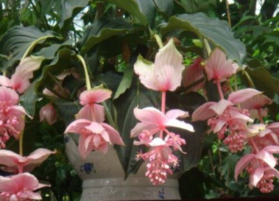 红萼苘麻夏天怎么养 怎样才能把红萼苘麻养好呢