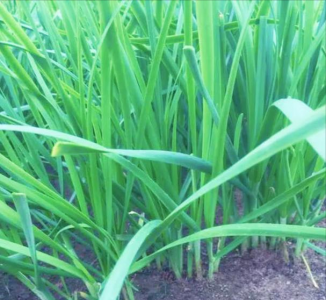 雨水节气适合种什么菜 雨水季前后抓紧种植这三种蔬菜