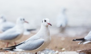 养鸽子怎么销售 养肉鸽怎么找销路
