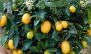 盆栽桔子树冬天怎么养 盆栽桔子树冬天如何养