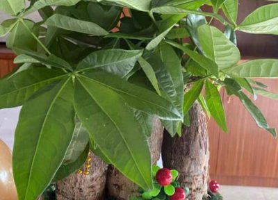 天冷如何养发财树 如何养护轻松越冬