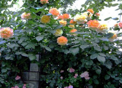 月季光杆了怎么过夏天 夏天怎么养月季花避免成光杆