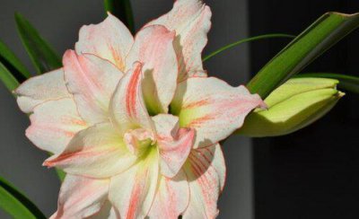 盆栽朱顶红怎么养护才开花爆盆 朱顶红花的养殖方法