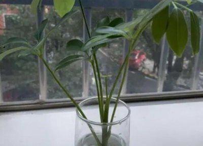 鹅掌木能水培吗 鹅掌木可以水培吗