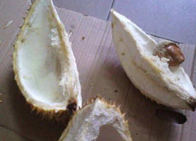 榴莲皮做肥料 榴莲皮可以做肥料吗