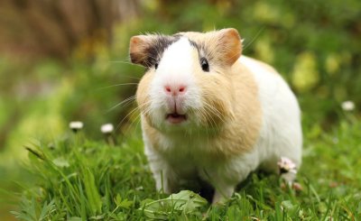 养什么宠物好养又干净 在家里养什么宠物可爱又省心