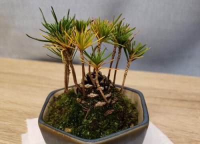 黑松是国家保护植物吗 黑松属于国家保护植物吗