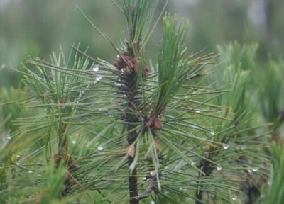 乔木和灌木区别 乔木和灌木的区别