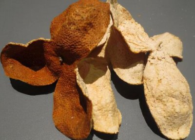 青皮和陈皮的区别大全图片 长期饮用功效和作用不一样