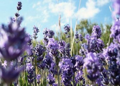 香草不开花怎么回事 不开花的处理方法