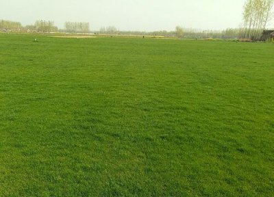 种植草坪赚钱吗 种植利润分析