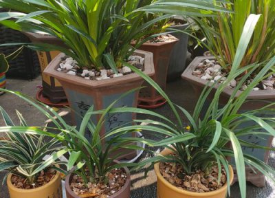 兰花出现干尖怎么解决 兰花的新芽干尖是怎么了?咋办