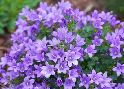 风铃草花语和寓意 风铃草的花语是什么
