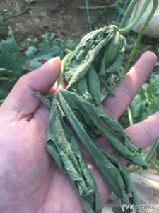 怎样防治西瓜枯萎病 西瓜枯萎病的症状及防治措施新法