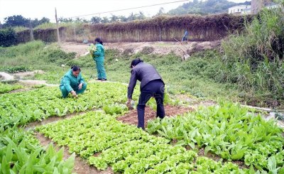 哪些菜不用农药了 不用打农药长得好还能吃的蔬菜品种