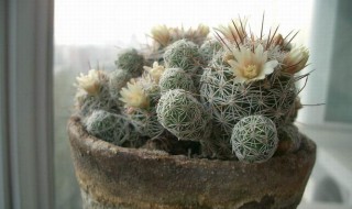 白檀什么季节换盆 白檀哪个季节换盆合适