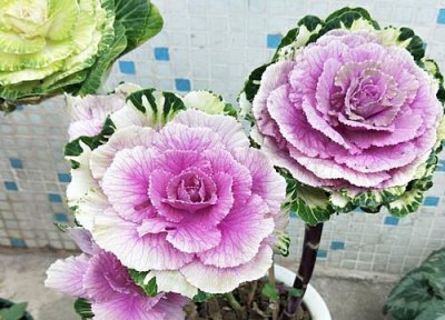 甘蓝多久成熟 生长期是多长时间