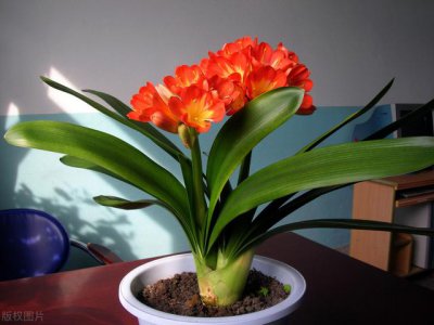 君子兰在家里养几天浇水最适合 君子兰怎样浇水不烂根