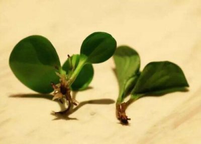 豆瓣绿扦插生根时间 豆瓣绿扦插多久生根