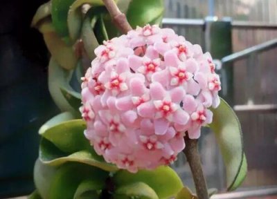 球兰花施肥用什么肥料能开花 什么时候施肥最好