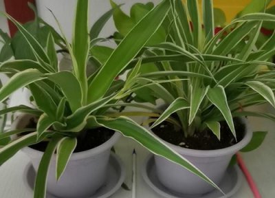 室内养吊兰 吊兰适合室内还是室外