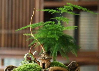 文竹怎样养叶子绿油油不发黄 怎么样让文竹长得又绿又快