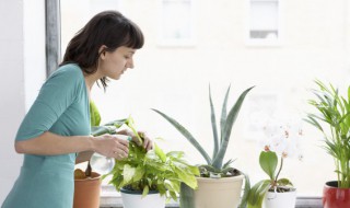 花草怎么养才能过冬天 花草如何养才能过冬天