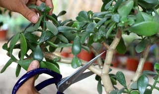 什么季节玉树能修剪 什么时候修剪玉树