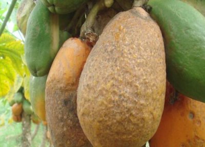 木瓜种植中常见病害 木瓜病虫害防治技术与方法措施