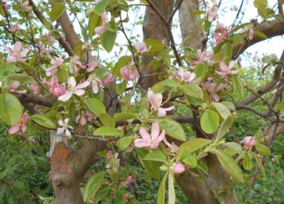 木瓜什么时候开花 一般几月份开花
