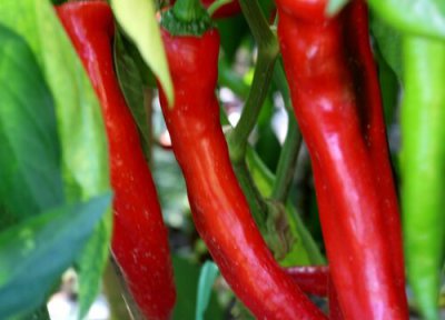 什么辣椒香而不辣颜色又红 陕西、四川不辣口感最好辣椒