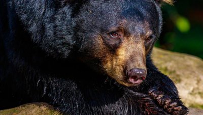 活熊取胆做实验不人道 那么用小白鼠做实验人道吗