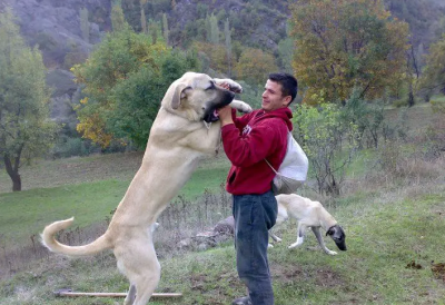 坎高犬厉害吗 号称狗中坦克的坎高犬为什么没有人饲养
