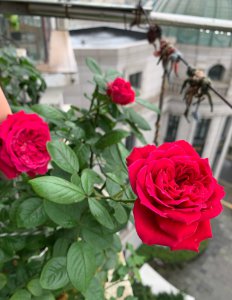 皇家胭脂月季优缺点 灌木勤花月季皇家胭脂能长多高