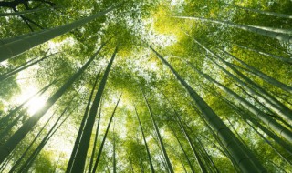 梦到竹子是什么意思 梦到竹子好不好