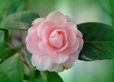 茶花育蕾期如何施肥浇水 山茶花有花苞时怎样施肥和管理