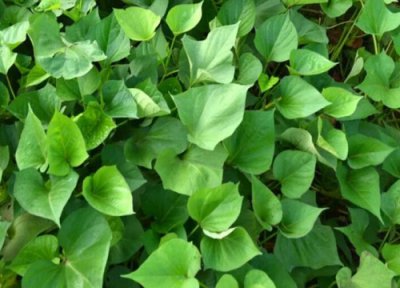 红薯种植时间 红薯种植时间和方法