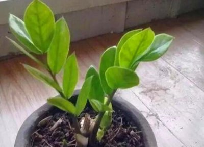 摇钱树能浇可乐吗 摇钱树可以浇可乐吗