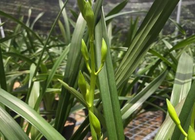 四季兰花价格 四季兰花多少钱一盆