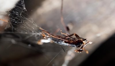 如何防止蟑螂爬到床上 蟑螂总是半夜爬床上来怎么办