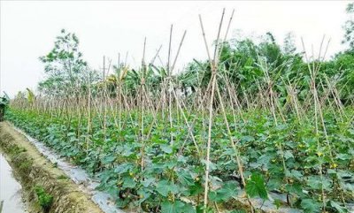 什么时候种黄瓜是最好的时候 黄瓜播种种植最佳时间