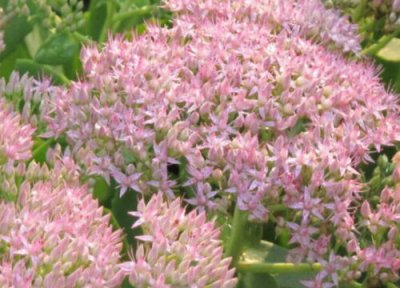 燕子掌开花吗 养几年开一次花