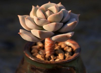 多肉对人身体有没有害 室内养多肉植物对人身体有害吗