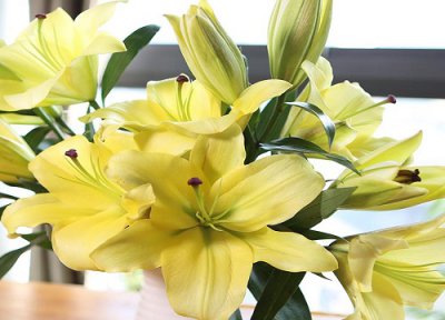 百合花该如何种植 具体步骤