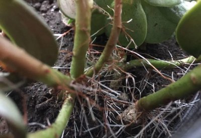 多肉像发霉了长白毛怎么回事 多肉白色发霉是什么情况