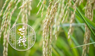 水稻是什么季节种植 水稻是在哪个季节种植的