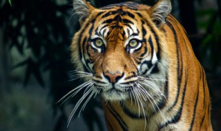 属虎几月出生最好命运 属虎哪个月份出世好