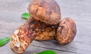 干松茸保存方法 干松茸正确保存