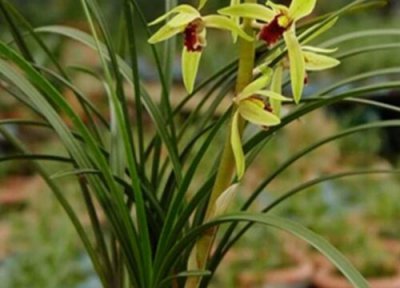 兰花能放室内养吗 兰花适合室内养吗